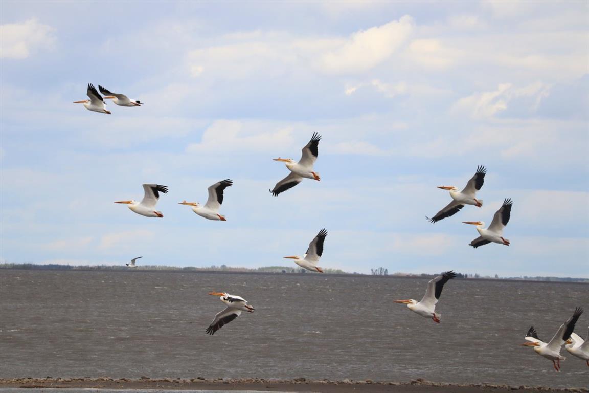 Quill Lakes International Bird Area