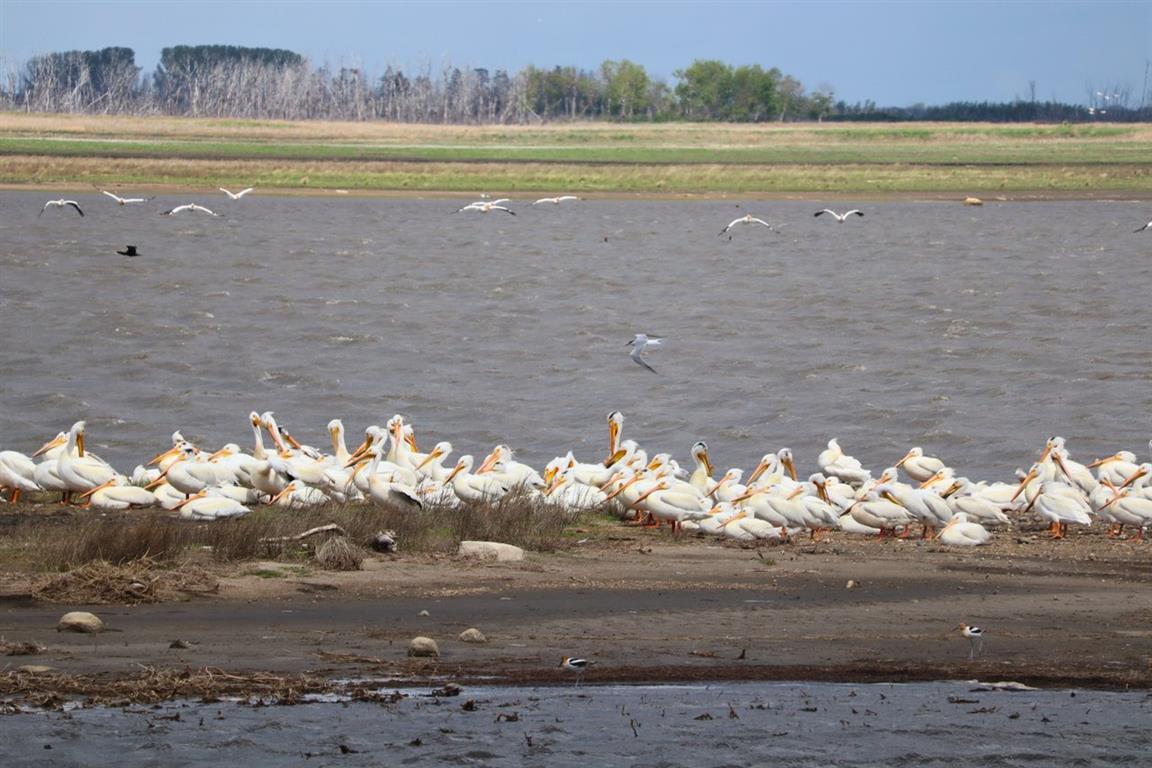 Quill Lakes International Bird Area