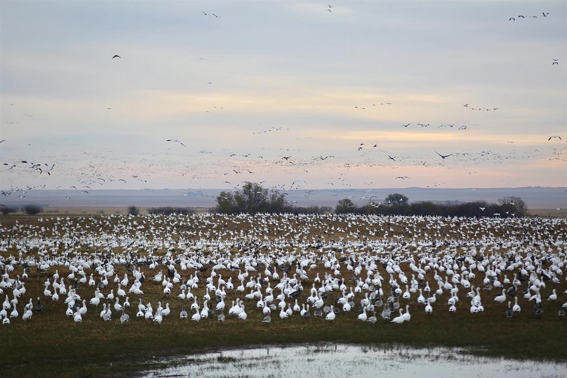 Quill Lakes Waterfowl Outfitters