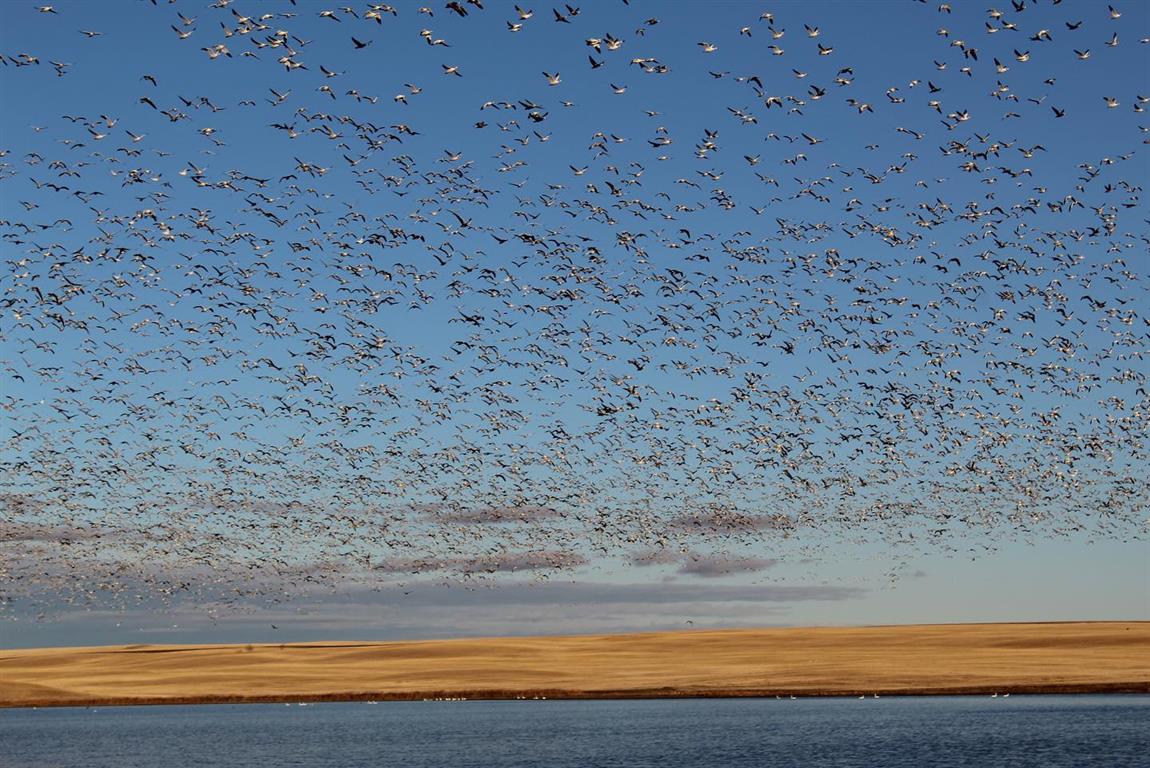 Quill Lakes Waterfowl Outfitters