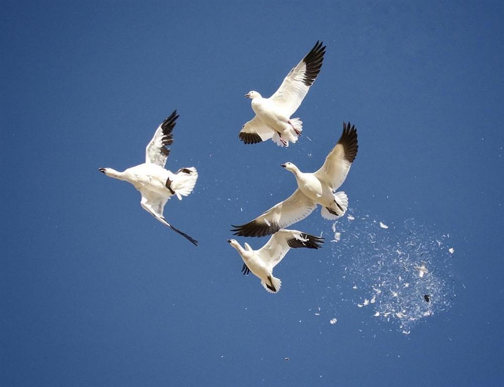 Quill Lakes Waterfowl Outfitters