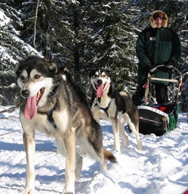 sundogs sled excursions