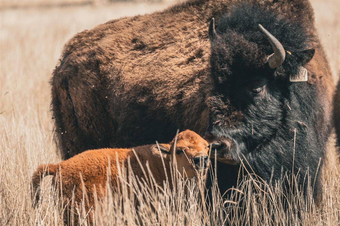 Wanuskewin Heritage Park